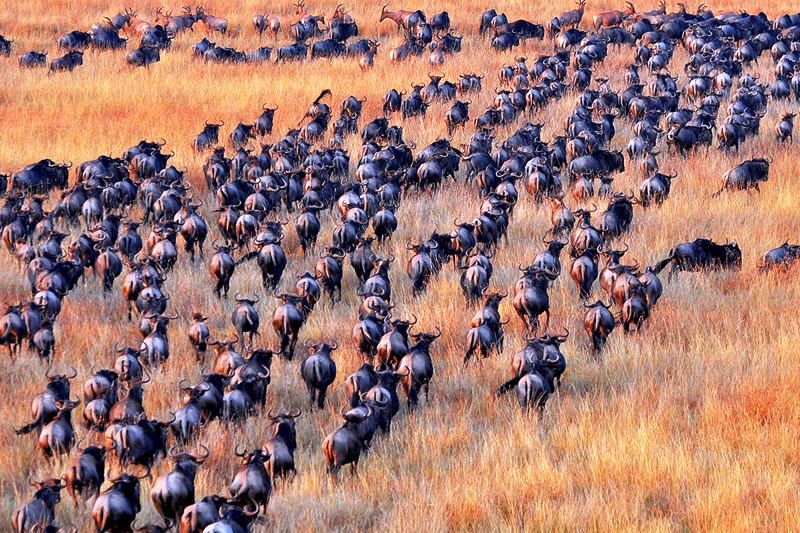 Migration Safari