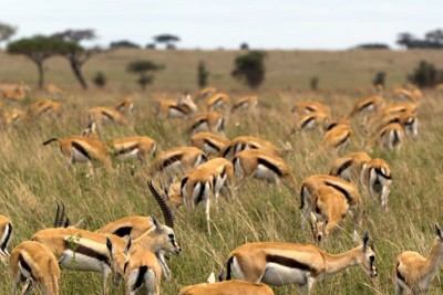 gazelles at serengeti